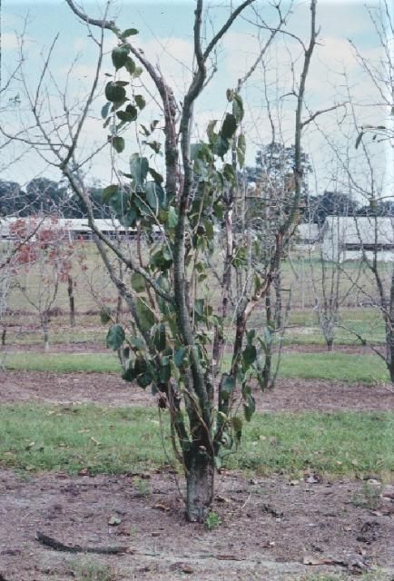 Figure 8. Freeze damage and regrowth from dormant buds.