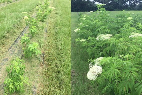 Figure 4. The same elderberry plants at 3-feet spacing in-row, Year 1 (left) vs Year 2 (right). Both photos taken in the month of June.