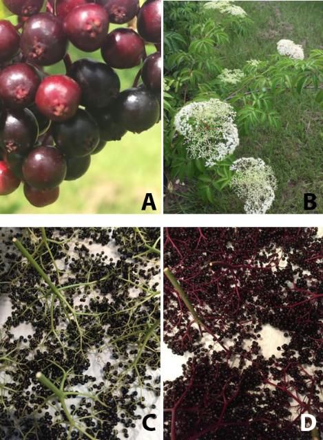 Figure 6. Ripening elderberry about 1 week prior to harvest (A) and nearly ready elderflower (B); harvested cymes of a native-Florida phenotype (C) vs. S. canadensis (D).