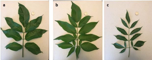 Figure 2. Mature leaves of maximum size: (a) S. nigra (most often having 7 leaflets with a maximum of 9), (b) S. canadensis, (most often having 9 or more leaflets and ranging from 7 to 11 or more), and (c) S. simpsonii (most often having 9 or more leaflets and ranging from 7 to 11 or more).
