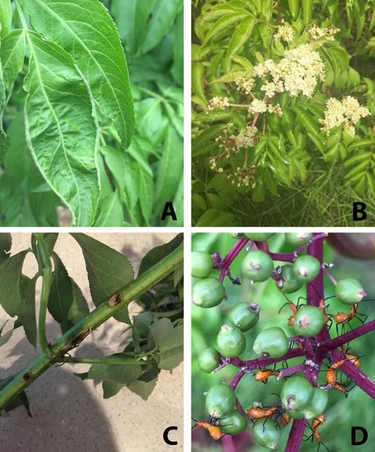 Figure 5. Early leaf infestation by Eriophyid mite (A), flower cyme with later Eriophyid mite damage (B), stem damaged by spindle worm borer (C), and leaf-footed bug nymphs on green berries (D).