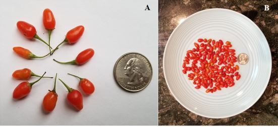 Figure 6. Fresh goji berries picked in a garden in Gainesville, Florida. Fresh fruit with peduncles (A) and without peduncles (B) with a quarter for scale.
