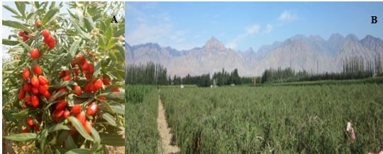 Figure 1. Branches of goji berry bushes (A) and cultivation in Yinchuan, Ningxia, in northern China (B).