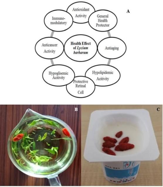 Figure 8. The medicinal and nutraceutical benefits of goji berries (A); dry fruit added to tea (B) and to yogurt (C).