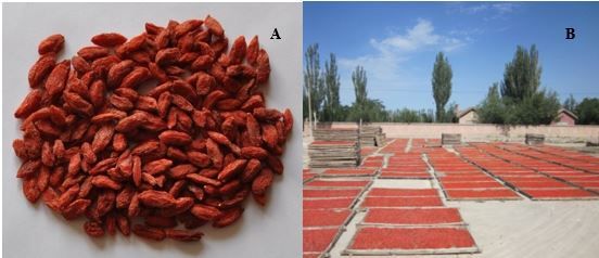 Figure 5. Ripe goji berry dried in the sun in China.