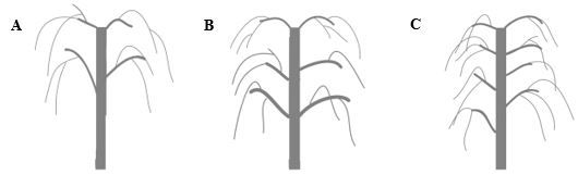 Figure 4. The three model shapes for pruning goji berry plants in the second year: (A) the umbrella model, (B) the three-level model, and (C) the cylindrical model.
