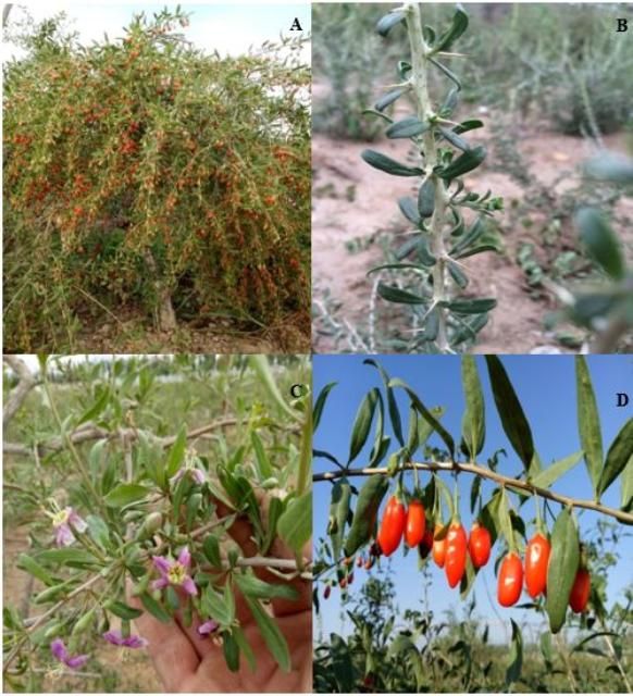 Figure 3. Growth characteristics of goji berry. The height of plant is typically 3 to 6 feet (A). Fully developed leaves and thorny stems of goji berry (B). Flowers of goji berry (C). Red berries of goji berry (D).