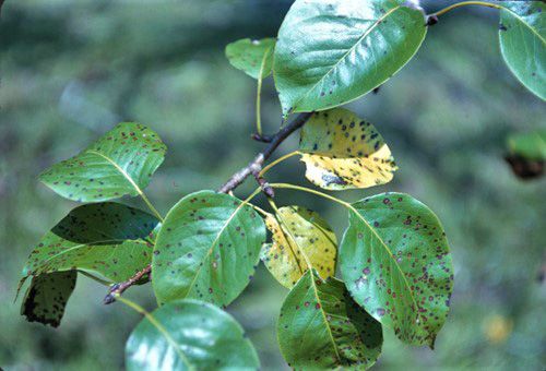 Figure 8. Pear leaf spot in Florida.