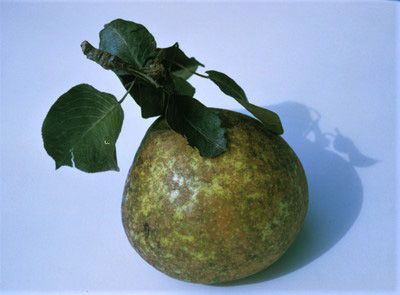 Figure 14. 'Orient' pear.