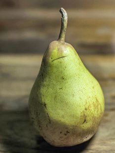 Figure 10. 'Flordahome' pear.
