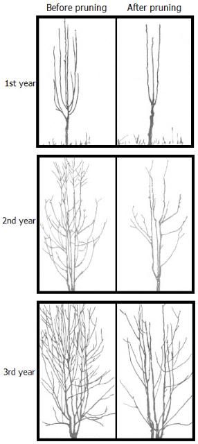 Figure 6. Modified leader training system and pruning pear trees by year.