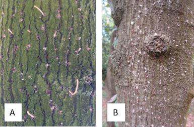 Figure 2. Signs of ambrosia beetle activity in avocado trees. Note the small circular sawdust mounds (A and B), sawdust tubes (A), straws and sawdust (B) from ambrosia beetle boring.