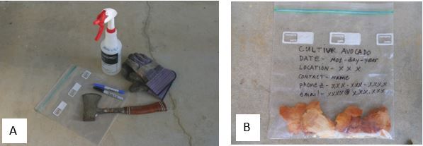 Figure 4. Hatchet, plastic ziplock bags, permanent marker, gloves, and disinfectant used for sampling avocado trees for laurel wilt diagnosis (A) and plastic bag with sapwood samples labeled with cultivar, date, location, and contact information (B).