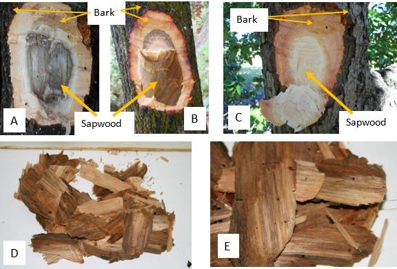 Figure 3. Sapwood of avocado trees showing internal symptoms of laurel wilt (A and B) vs. healthy sapwood (C), and wood chip samples including symptomatic vascular tissue (D and E).