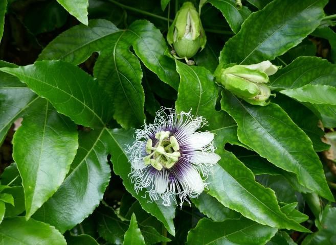 Figure 1. Passion fruit flower and developing fruit.