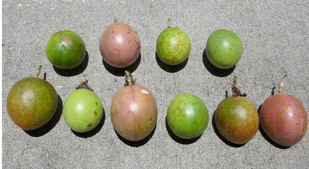 Figure 6. Fusarium affecting fruit at various stages of maturity.