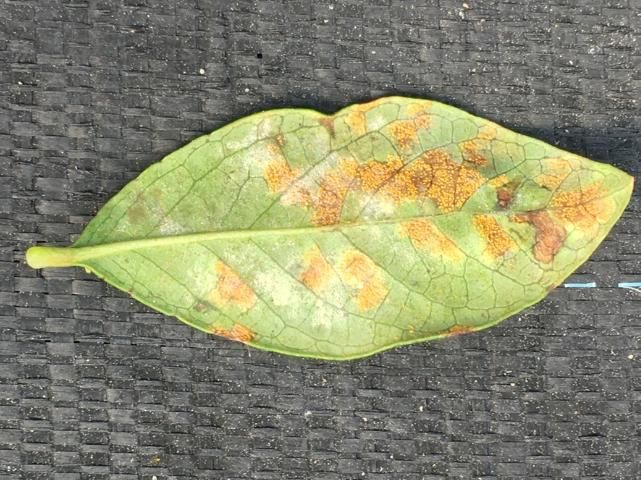 Figure 1. Leaf rust on blueberry.