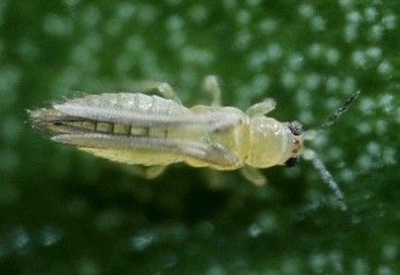 Figure 2. Adult chilli thrips.