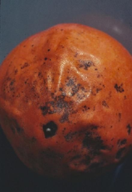 Figure 16. Mancha de la fruta de caqui.