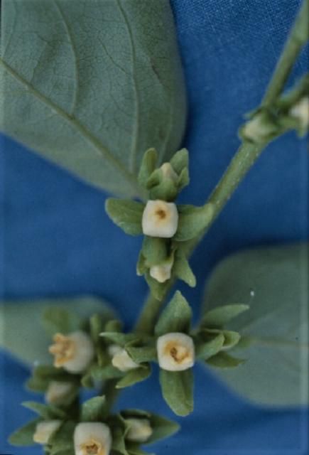 Figure 5. Flores masculinas de caqui.