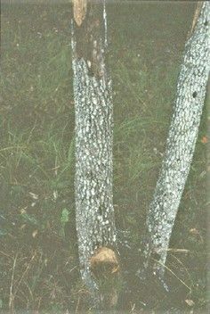 Figure 22. Daño por Cephalosporium en el tronco de caqui.