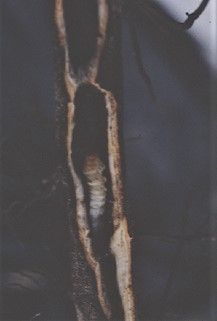 Figure 14. Barrenador dentro de la raíz