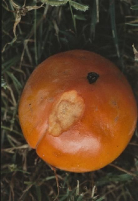 Figure 17. Antracnosis en el fruto del caqui.