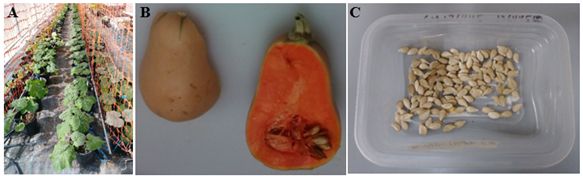 Figure 3. Use of recycled potting medium in the greenhouse (A), mature winter squash fruit obtained from a plant grown in the medium (B), and seed extracted from a mature fruit (C).