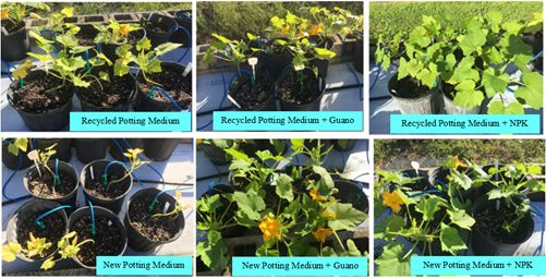 Figure 2. The different potting medium treatments tested in the study.