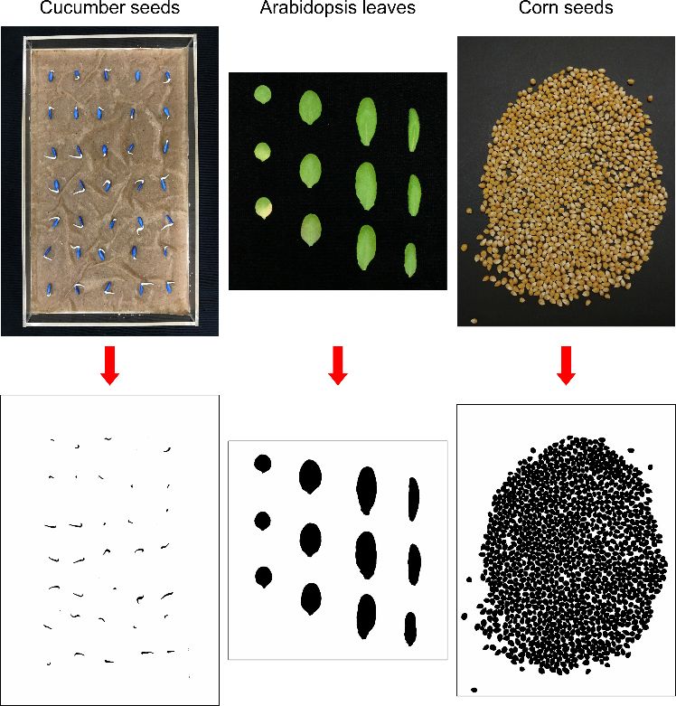 Conversion of color images to binary images for automatic counting using ImageJ (not to scale). In the leaf image, leaf area can also be measured simultaneously.