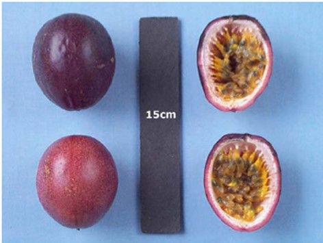 Figure 14. 'Possum Purple' passion fruit.