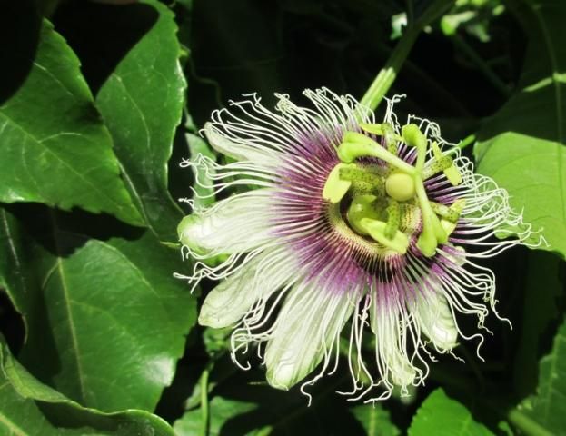 A passion for passion flowers