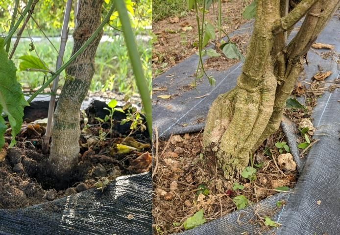 Figure 24. Comparing a healthy stem of a yellow passion fruit rootstock, left, to a yellow seedling with canker, right, where there is swelling and outside bark dying.