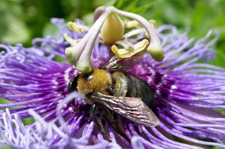 Figure 9. Xylocopa virginica (eastern carpenter bee) with pollen on passion flower (P. incarnata).
