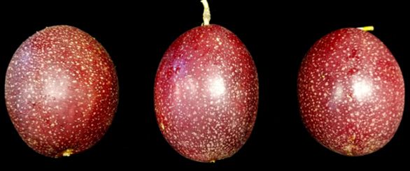 Figure 11. 'Panama Red' fruit.