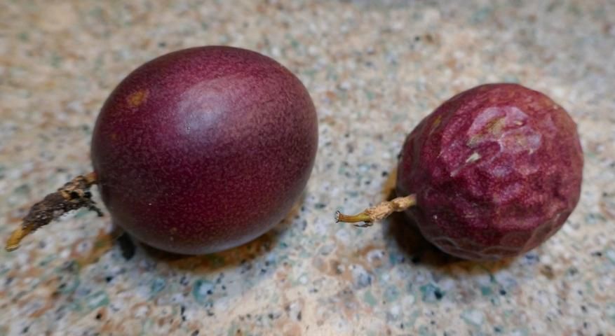 Figure 13. 'Purple Possum' fruit with characteristic wrinkled fruit on the right.