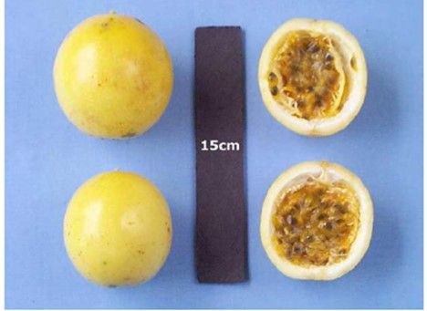 Figure 16. 'Whitman Yellow' passion fruit.