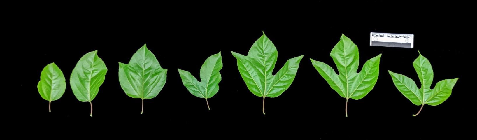 Figure 4. Leaf heteroblasty in P. edulis from juvenile to adult. The transition of young, monolobed leaves on left to adult, trilobed leaves on right.