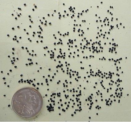 Figure 1. Vegetable amaranth seeds with a Chinese coin (0.8 inches diameter) for scale. Note the seeds' rounded shape and brown-black color.