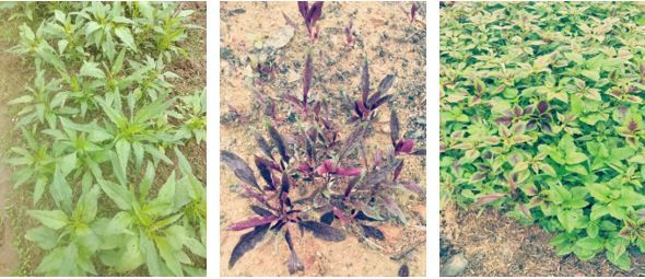 Figure 3. Vegetable amaranth (Amaranthus tricolor L.), green leaves (left), purple leaves (middle), and green-purple variegated leaves (right).
