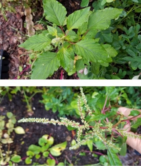 Figure 4. Vegetable amaranth (Amaranthus tricolor L.) flowers. Top: The plant starts blooming. Bottom: Two weeks after blooming started.