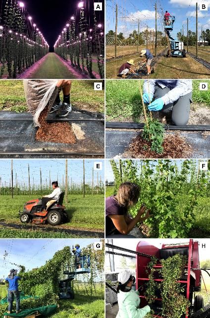 Figure 1. Crop management practices required for hop production in Florida: (A) LED supplemental lighting. (B) twine installation, (C) pine bark application, (D) bine training and pruning, (E) mowing, (F) crop scouting, (G) harvesting bines, and (H) separating cones from stems and leaves using a harvester.