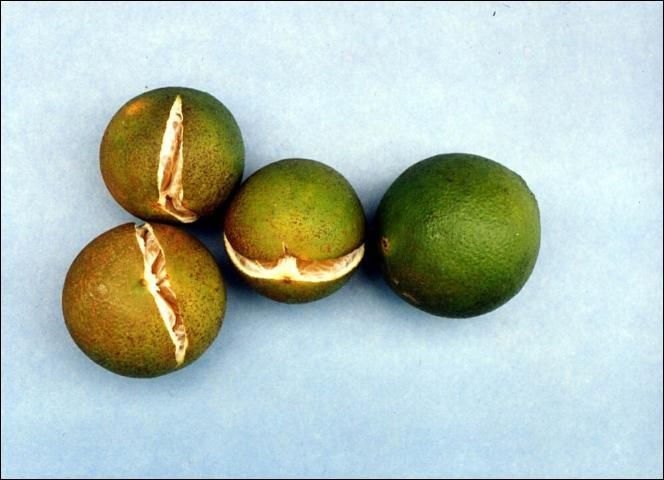 Figure 4. Fruit splitting.