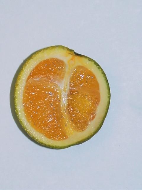 Figure 10. Citrus greening: lopsided fruit.