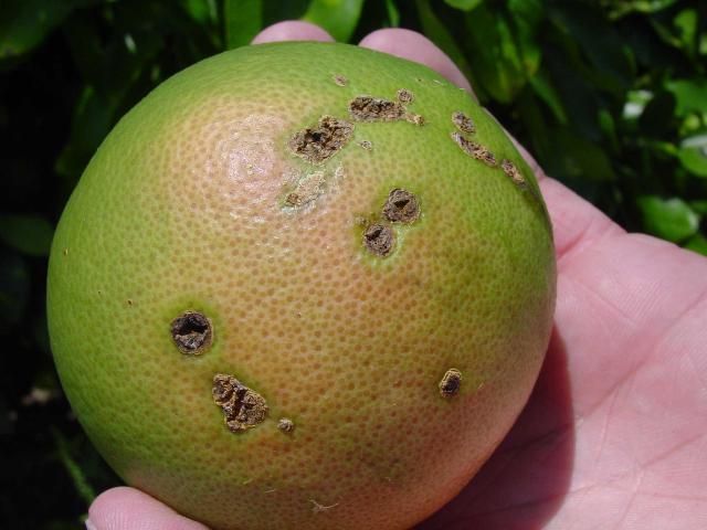 Figure 8. Citrus canker: dark brown raised lesions.
