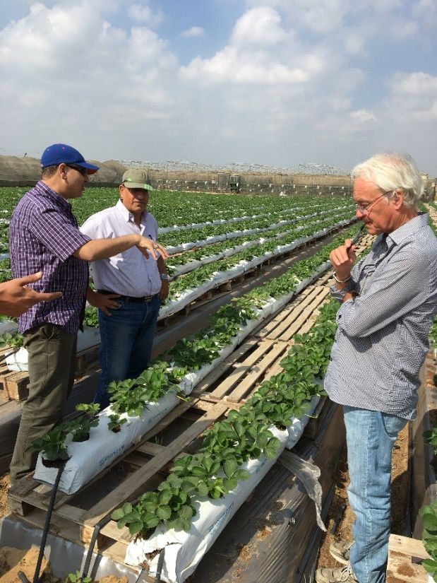 Dr. Fahiem EL-Borai (left) and Dr. Larry Duncan (right) consulting with an Egyptian grower.