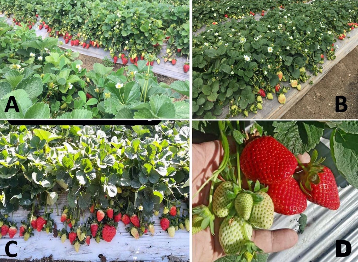 Egyptian strawberry fruiting fields with different UF/IFAS strawberry varieties (A) ‘Festival’, (B) ‘Florida Fortuna’, (C) ‘Florida Beauty’, and (D) Sweet Sensation®. 