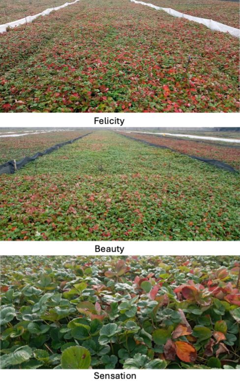 Cal-Pacific Egypt University of Florida/EMCOCAL  strawberry open field nursery showing mother plants from various UF varities before harvest i.e. (Florida Felicity, Florida Beauty and Florida Sensation® ). 