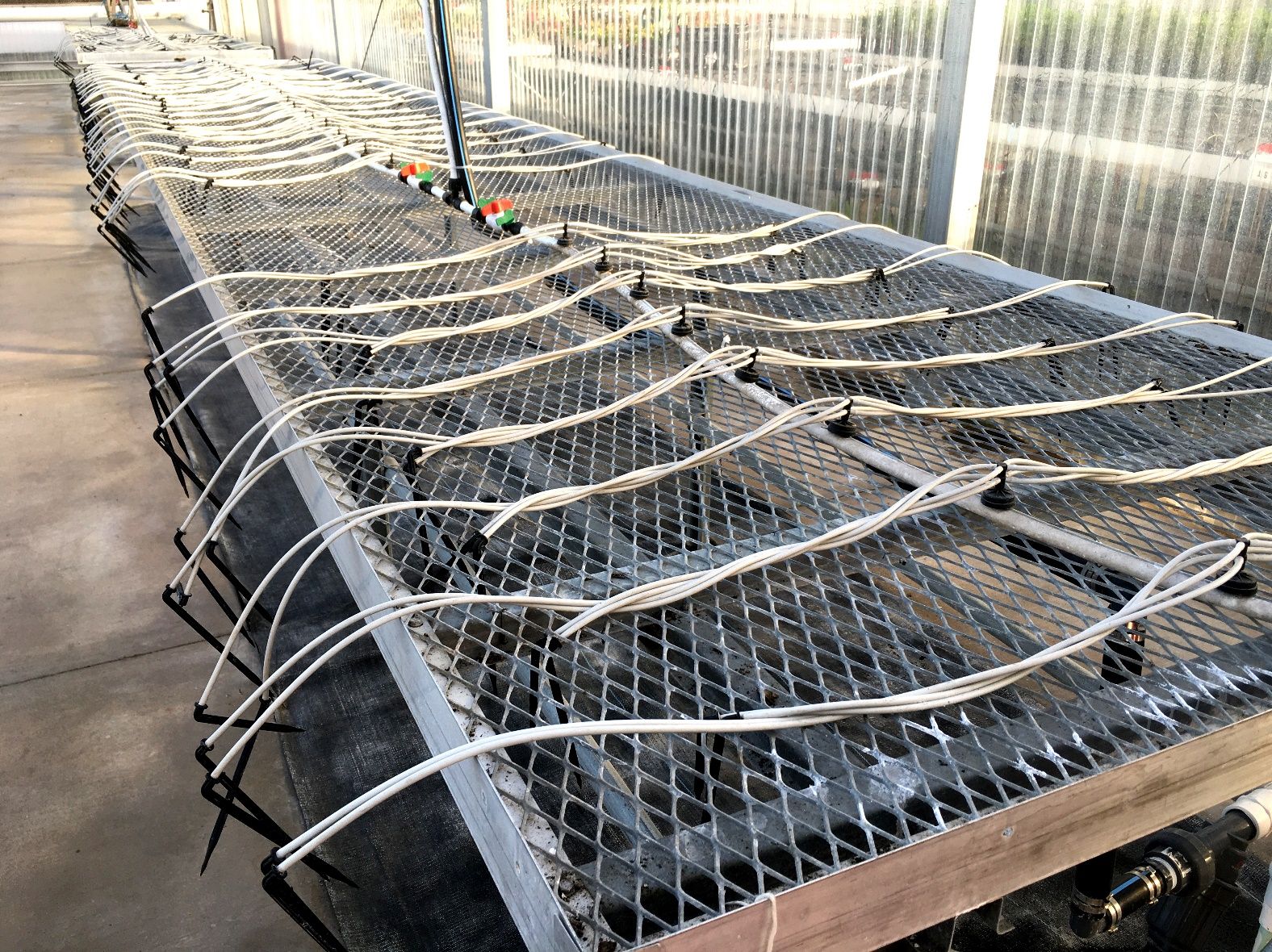 El sistema de riego por goteo utilizado para cultivar plántulas de lúpulo en UF/IFAS GCREC en Balm, FL. Se conectaron ocho goteros en ángulo a un emisor de compensación de presión de 2 galones por hora utilizando dos divisores de emisor de 4 terminales.