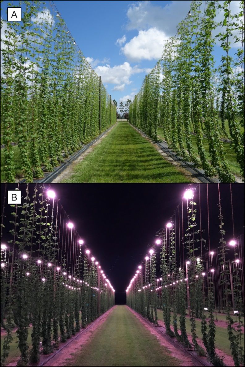 El Jardín del Lúpulo. Web especializada en cerveza.: DIY: Caja de Luz  Autoiluminada para Fotografía